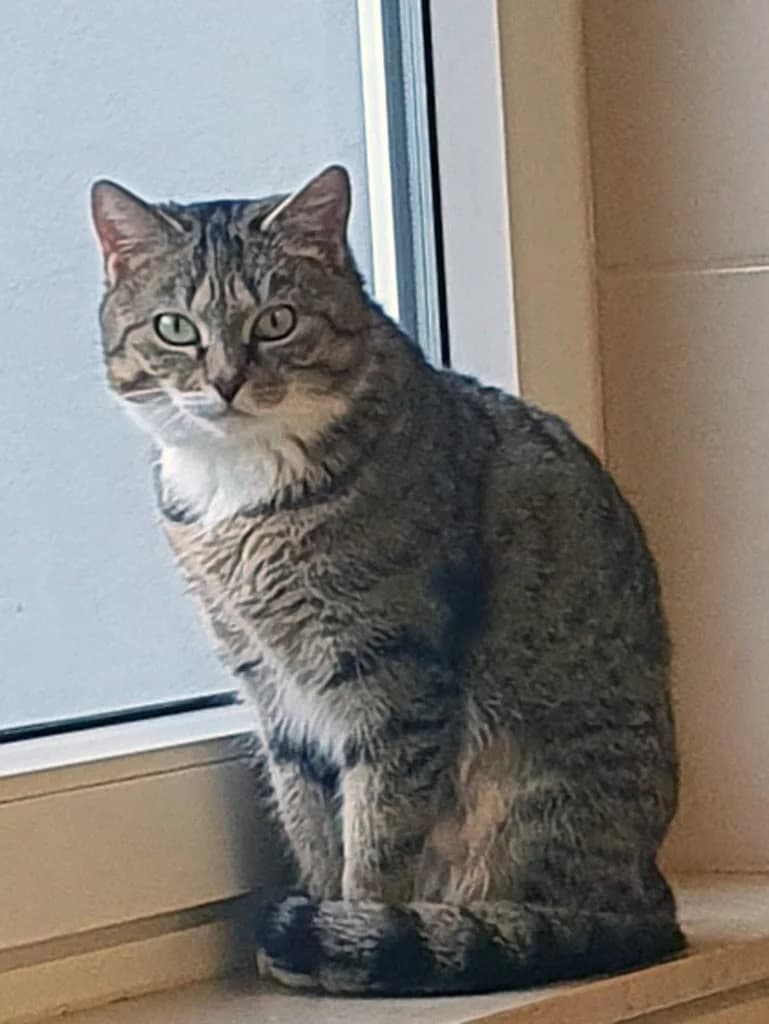 Moni, Mixed Breed for adoption at Katzenschutzbund Wuppertal e.V.