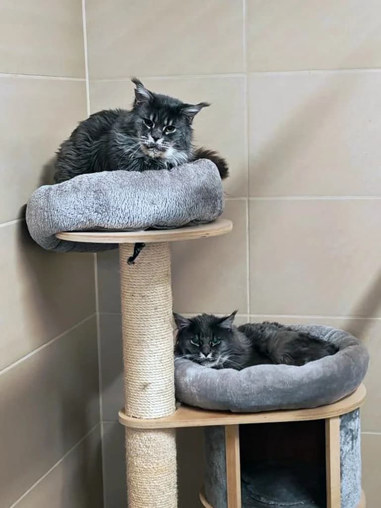 Mufasa & Sultan, male senior Mixed Breed for adoption at Katzenschutzbund Wuppertal e.V.