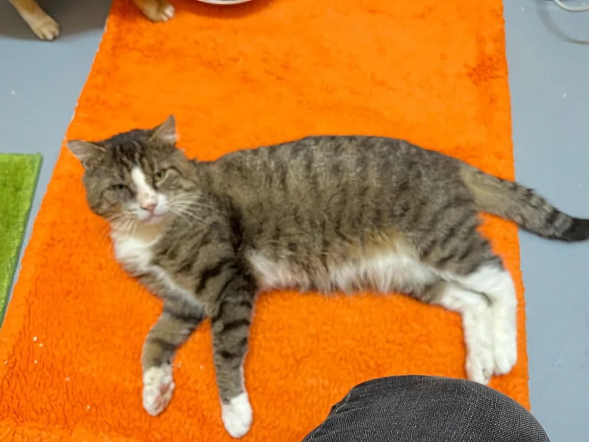 Frodo, Mixed Breed for adoption at Katzenschutzfreunde Rhein-Ahr-Eifel e.V., Schalkenbach