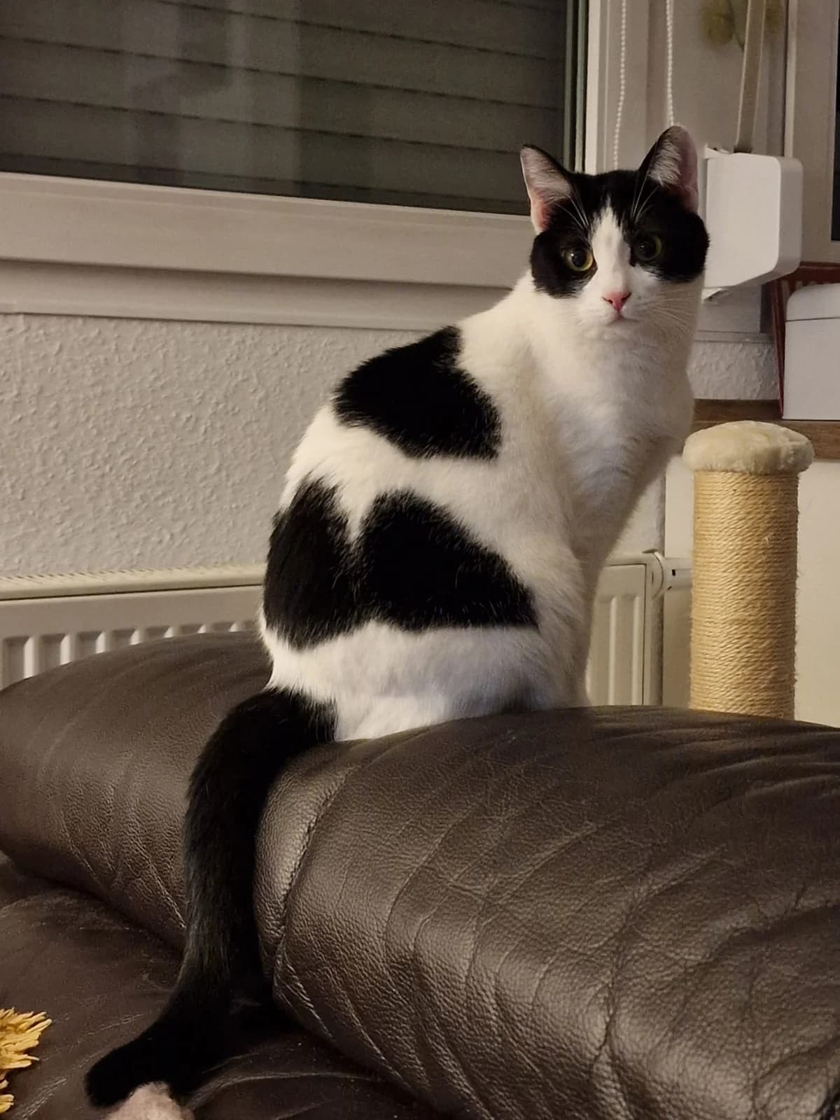 Holly, Mixed Breed for adoption at Katzenschutzfreunde Rhein-Ahr-Eifel e.V., Schalkenbach