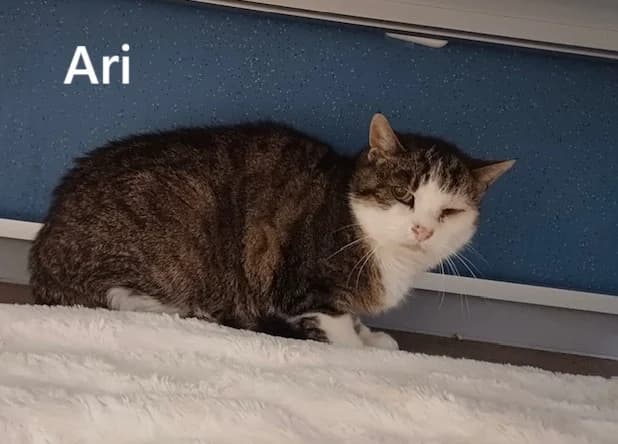 Ari, Mixed Breed for adoption at Katzenschutzfreunde Rhein-Ahr-Eifel e.V., Schalkenbach