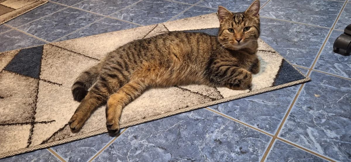 Fundkater Dernau, Mixed Breed for adoption at Katzenschutzfreunde Rhein-Ahr-Eifel e.V., Schalkenbach