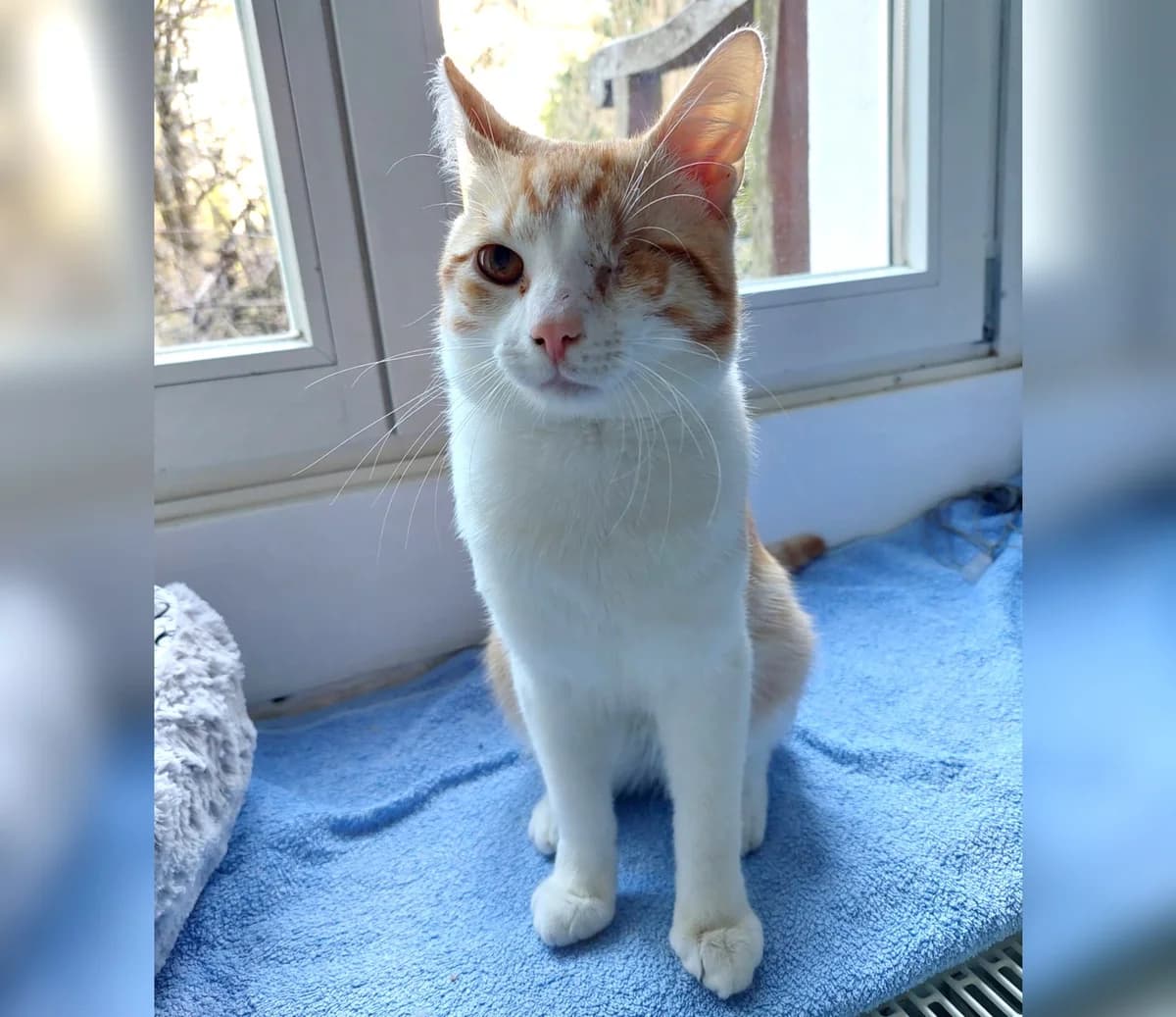 Garfield, Mixed Breed for adoption at Katzenschutzfreunde Rhein-Ahr-Eifel e.V., Schalkenbach