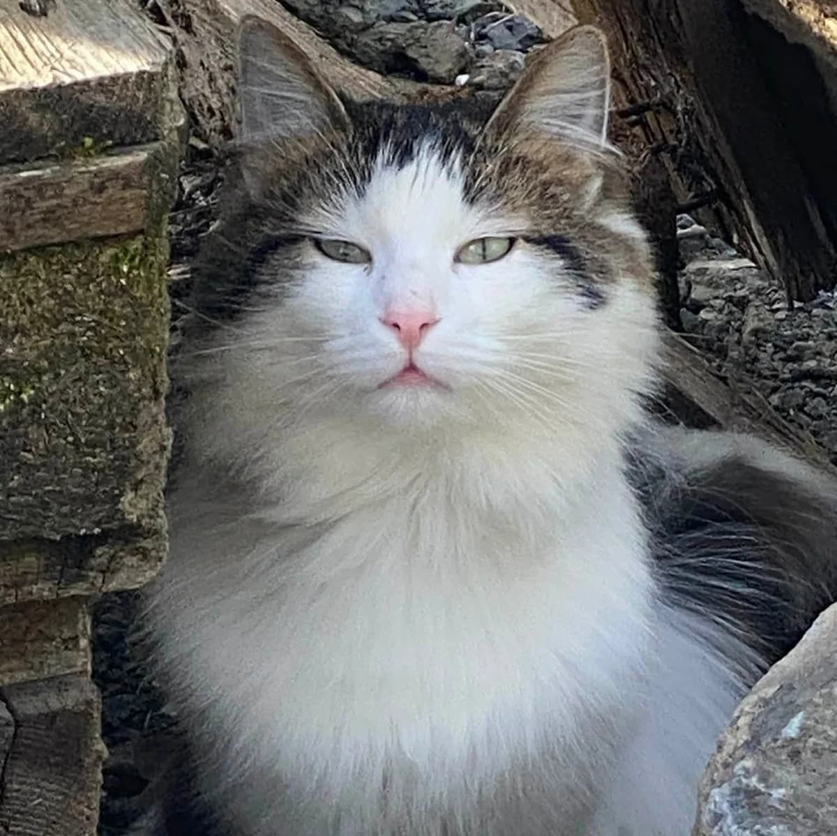 Testkatze Claudia, Mixed Breed for adoption at Katzenschutzfreunde Rhein-Ahr-Eifel e.V., Schalkenbach