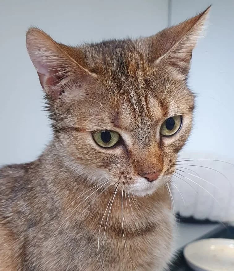Mia, Mixed Breed for adoption at Katzenschutzfreunde Rhein-Ahr-Eifel e.V., Schalkenbach