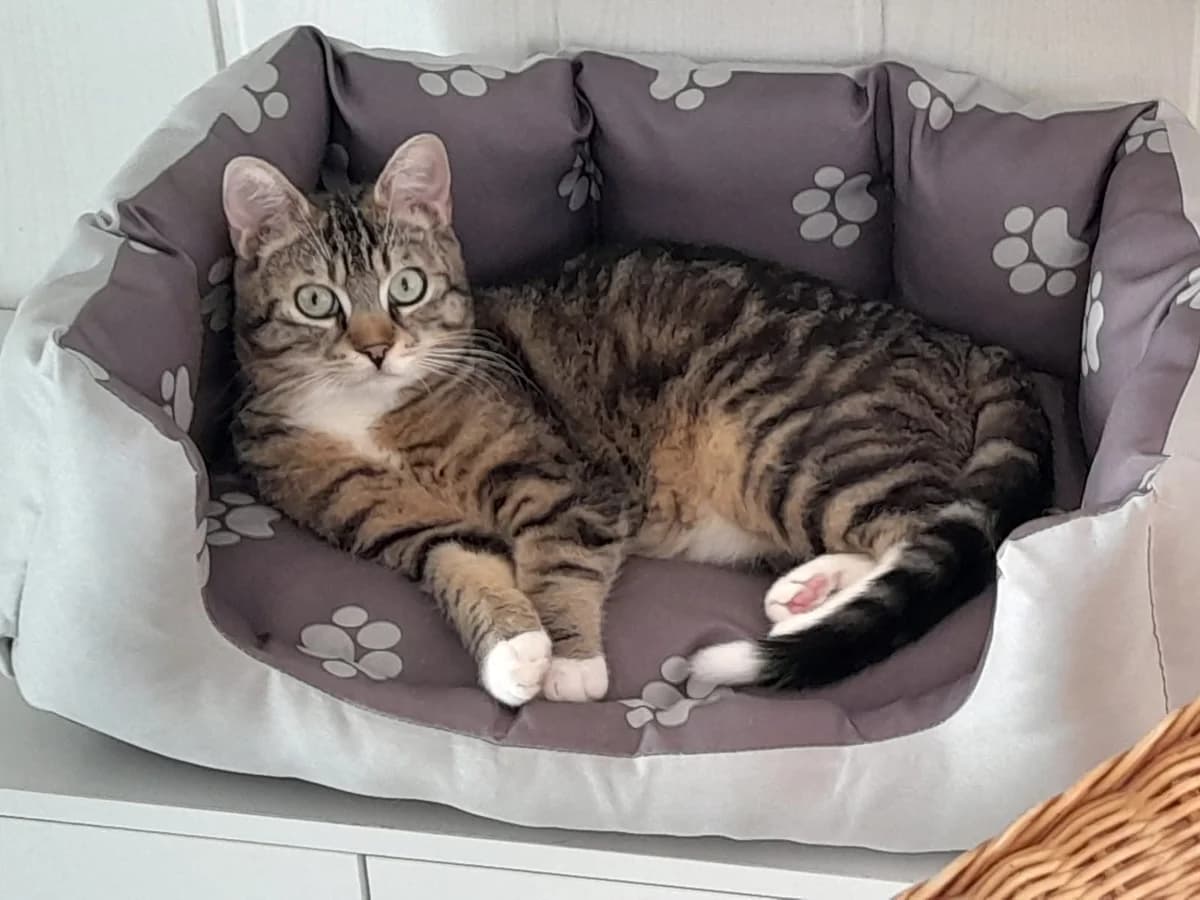 Olli, Mixed Breed for adoption at Katzenschutzfreunde Rhein-Ahr-Eifel e.V., Schalkenbach