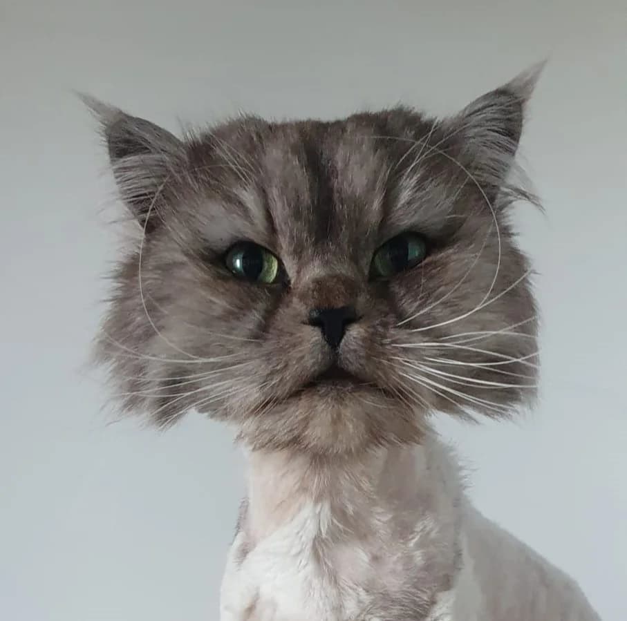 Silver, Mixed Breed for adoption at Katzenschutzfreunde Rhein-Ahr-Eifel e.V., Schalkenbach