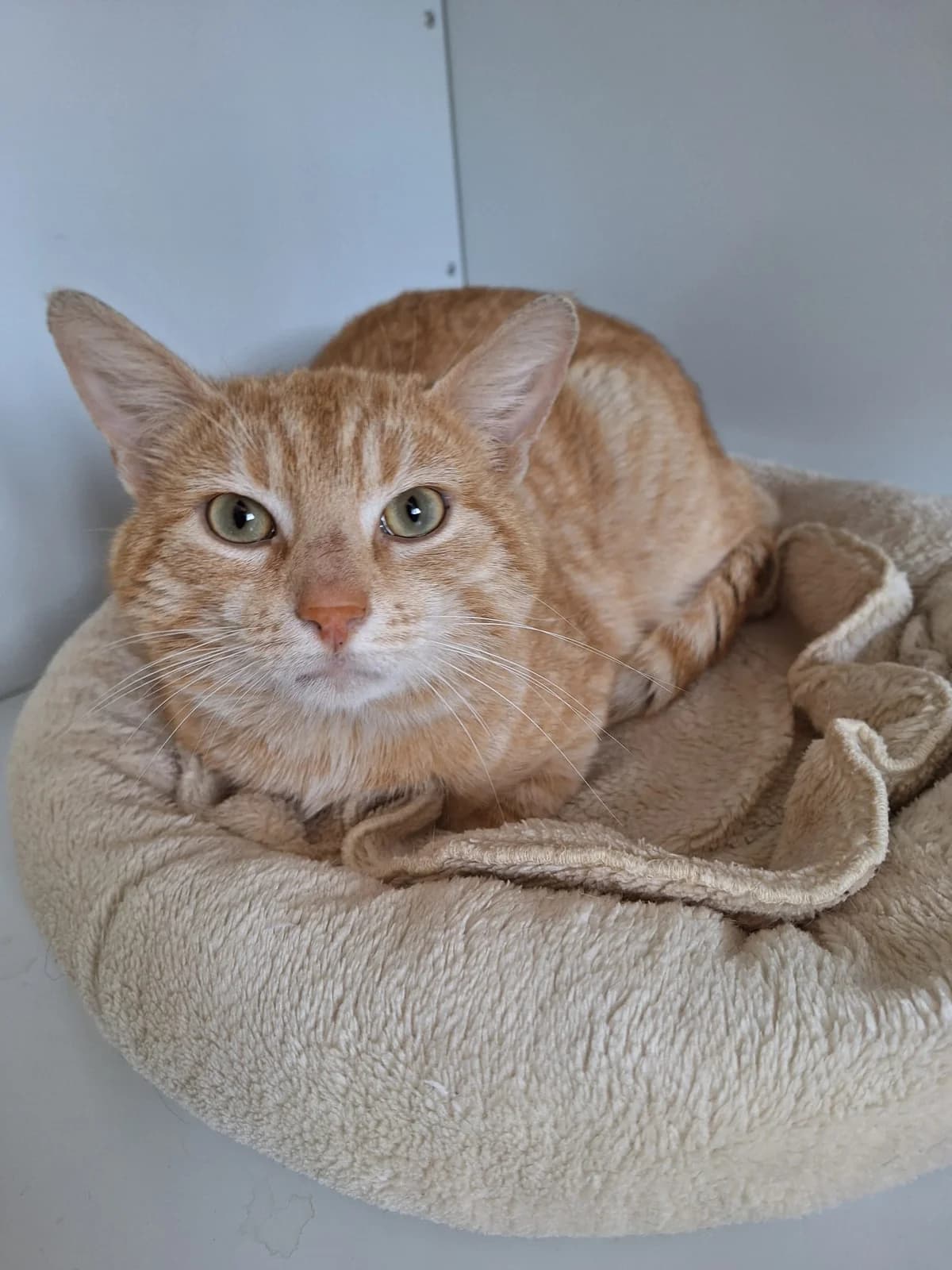Eduard, Mixed Breed for adoption at Katzenschutzfreunde Rhein-Ahr-Eifel e.V., Schalkenbach