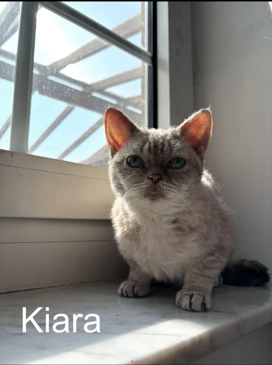 Kiara, Mixed Breed for adoption at Katzenschutzfreunde Rhein-Ahr-Eifel e.V., Schalkenbach