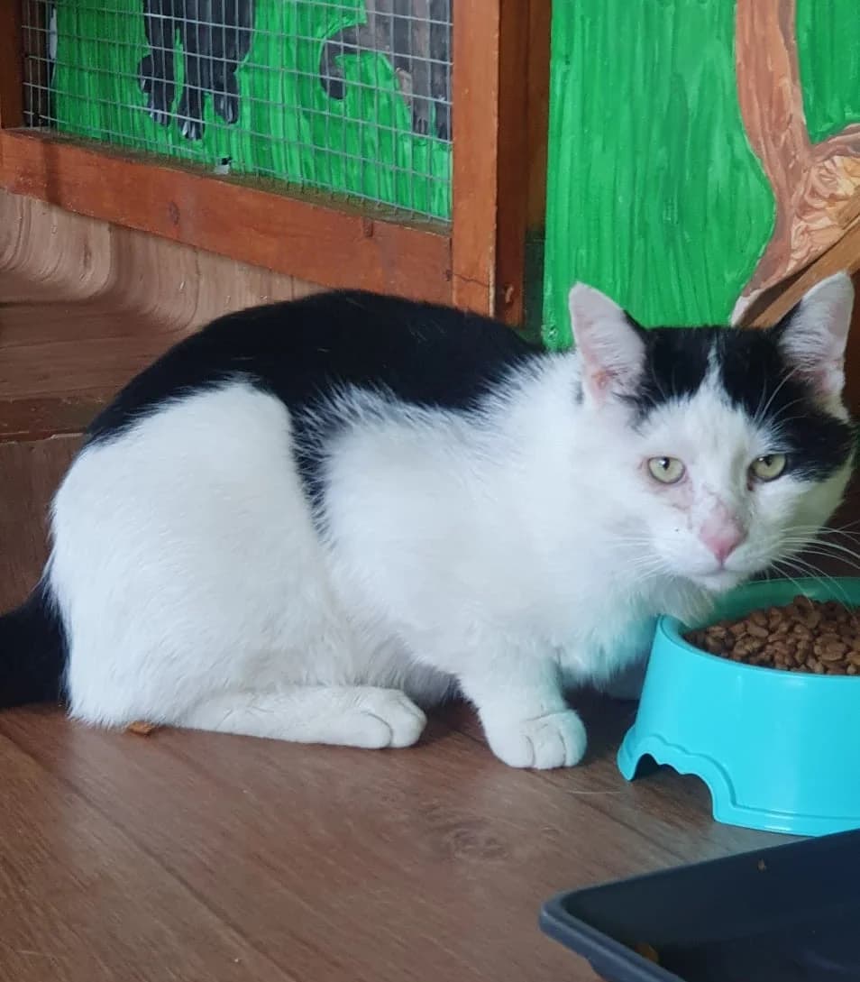 Max, male young Mixed Breed for adoption at Katzenschutzfreunde Rhein-Ahr-Eifel e.V., Schalkenbach