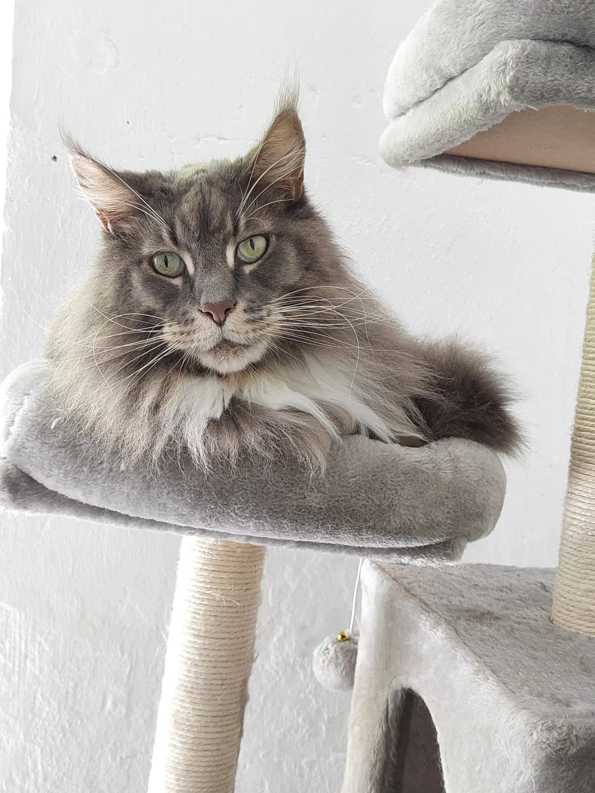 Charlie, male 6yo Maine Coon for adoption at Katzenschutzfreunde Rhein-Ahr-Eifel e.V., Schalkenbach