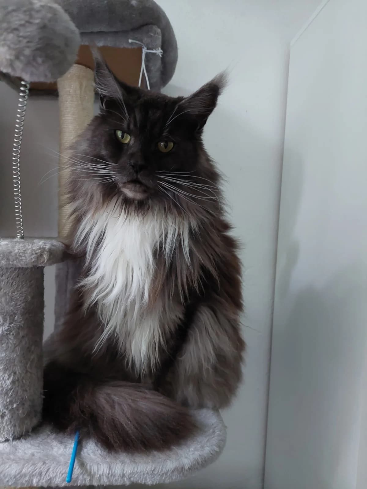 Rosie, female 6yo Maine Coon for adoption at Katzenschutzfreunde Rhein-Ahr-Eifel e.V., Schalkenbach