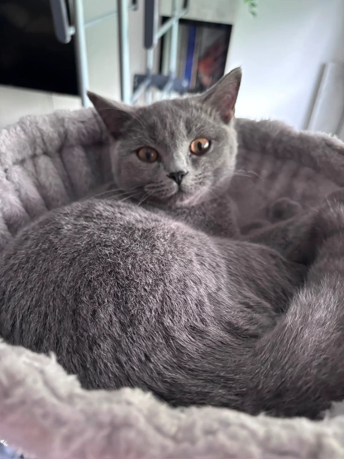 Conny, female puppy British Shorthair for adoption at Katzenschutzfreunde Rhein-Ahr-Eifel e.V., Schalkenbach