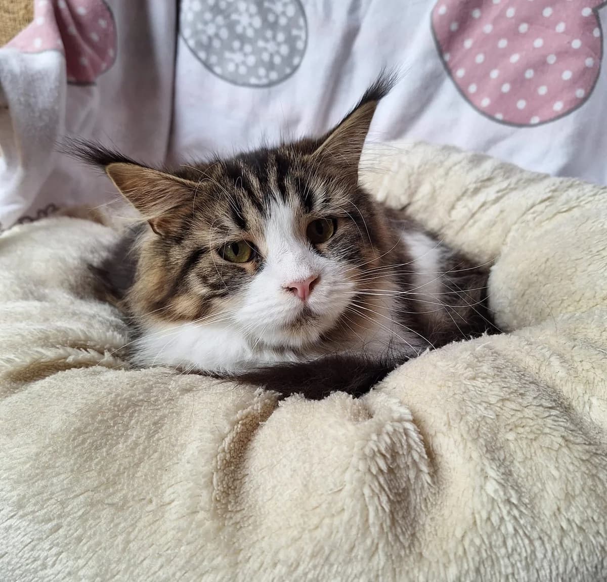 Franzi, female young Maine Coon for adoption at Katzenschutzfreunde Rhein-Ahr-Eifel e.V., Schalkenbach