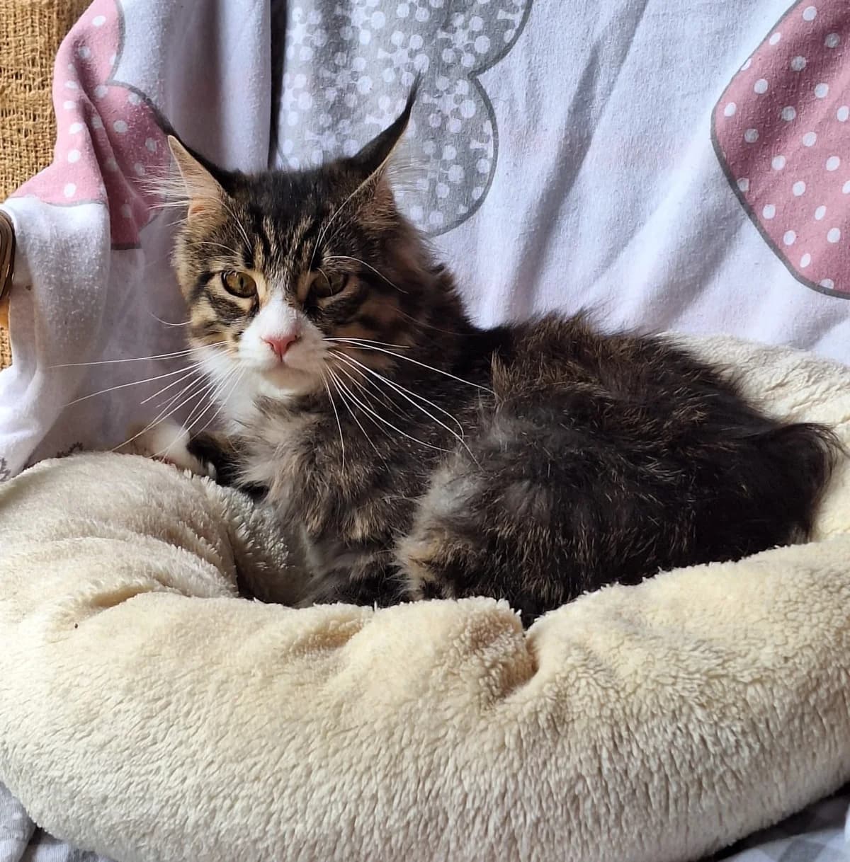 Cäsar, male young Maine Coon for adoption at Katzenschutzfreunde Rhein-Ahr-Eifel e.V., Schalkenbach