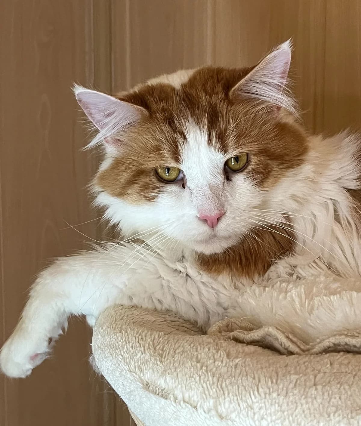 Freddy, male 4yo Maine Coon for adoption at Katzenschutzfreunde Rhein-Ahr-Eifel e.V., Schalkenbach