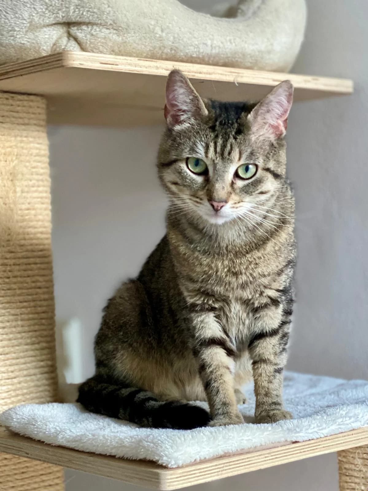 Simba, male 4yo mixed breed for adoption at Katzenschutzfreunde Rhein-Ahr-Eifel e.V., Schalkenbach