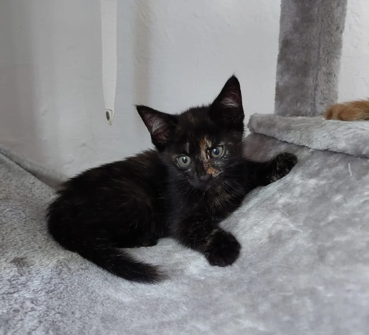 Fritzi, female puppy mixed breed for adoption at Katzenschutzfreunde Rhein-Ahr-Eifel e.V., Schalkenbach