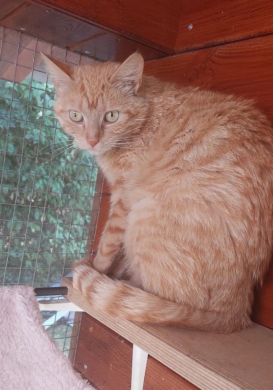 Ulli, female 3yo mixed breed for adoption at Katzenschutzfreunde Rhein-Ahr-Eifel e.V., Schalkenbach