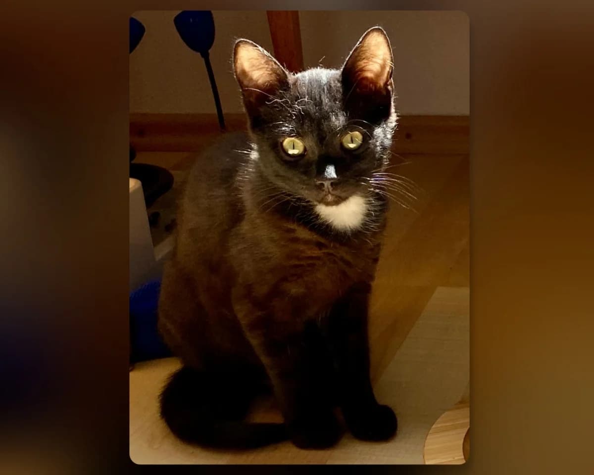 Valentina, female mixed breed for adoption at Katzenschutzfreunde Rhein-Ahr-Eifel e.V., Schalkenbach