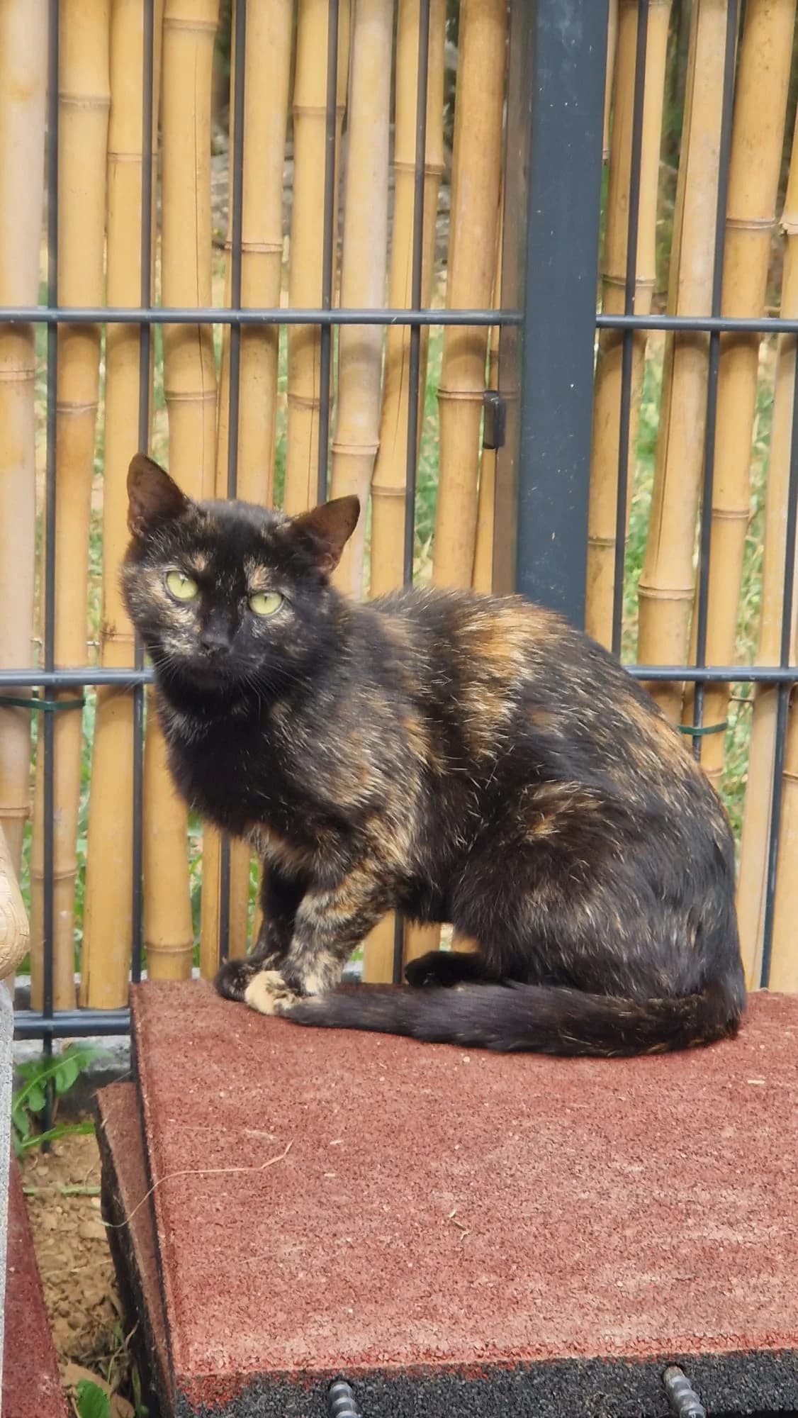 Mary, female young mixed breed for adoption at Katzenschutzfreunde Rhein-Ahr-Eifel e.V., Schalkenbach
