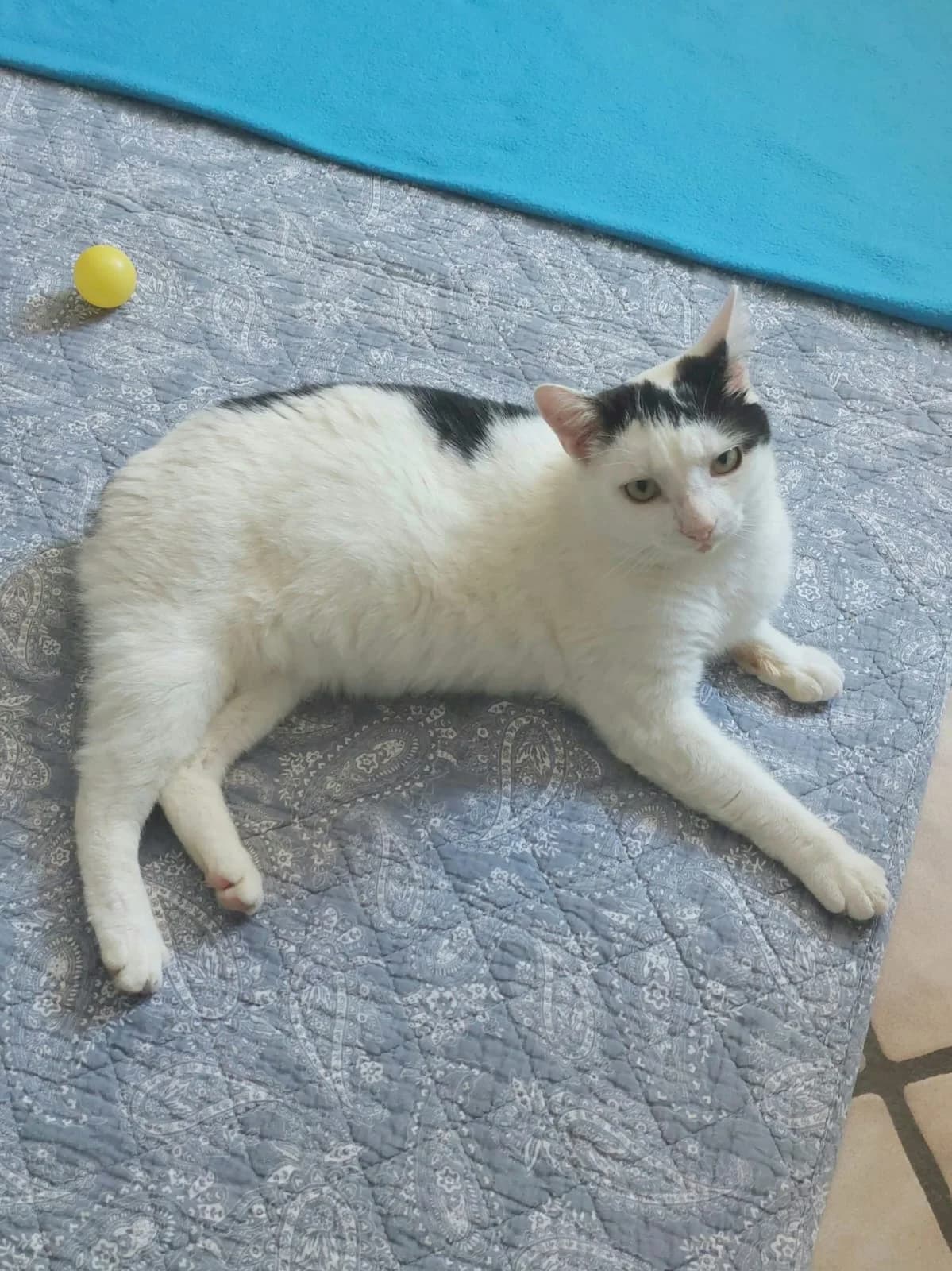 Mischko, male young mixed breed for adoption at Katzenschutzfreunde Rhein-Ahr-Eifel e.V., Schalkenbach