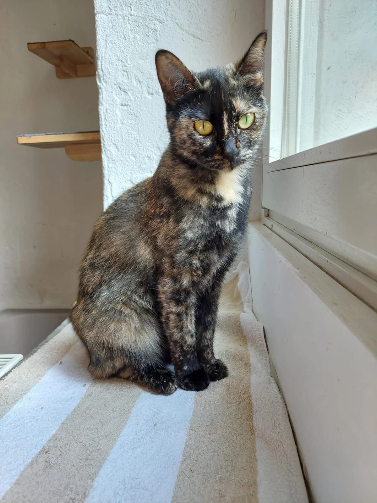 Mona Lisa, female young mixed breed for adoption at Katzenschutzfreunde Rhein-Ahr-Eifel e.V., Schalkenbach