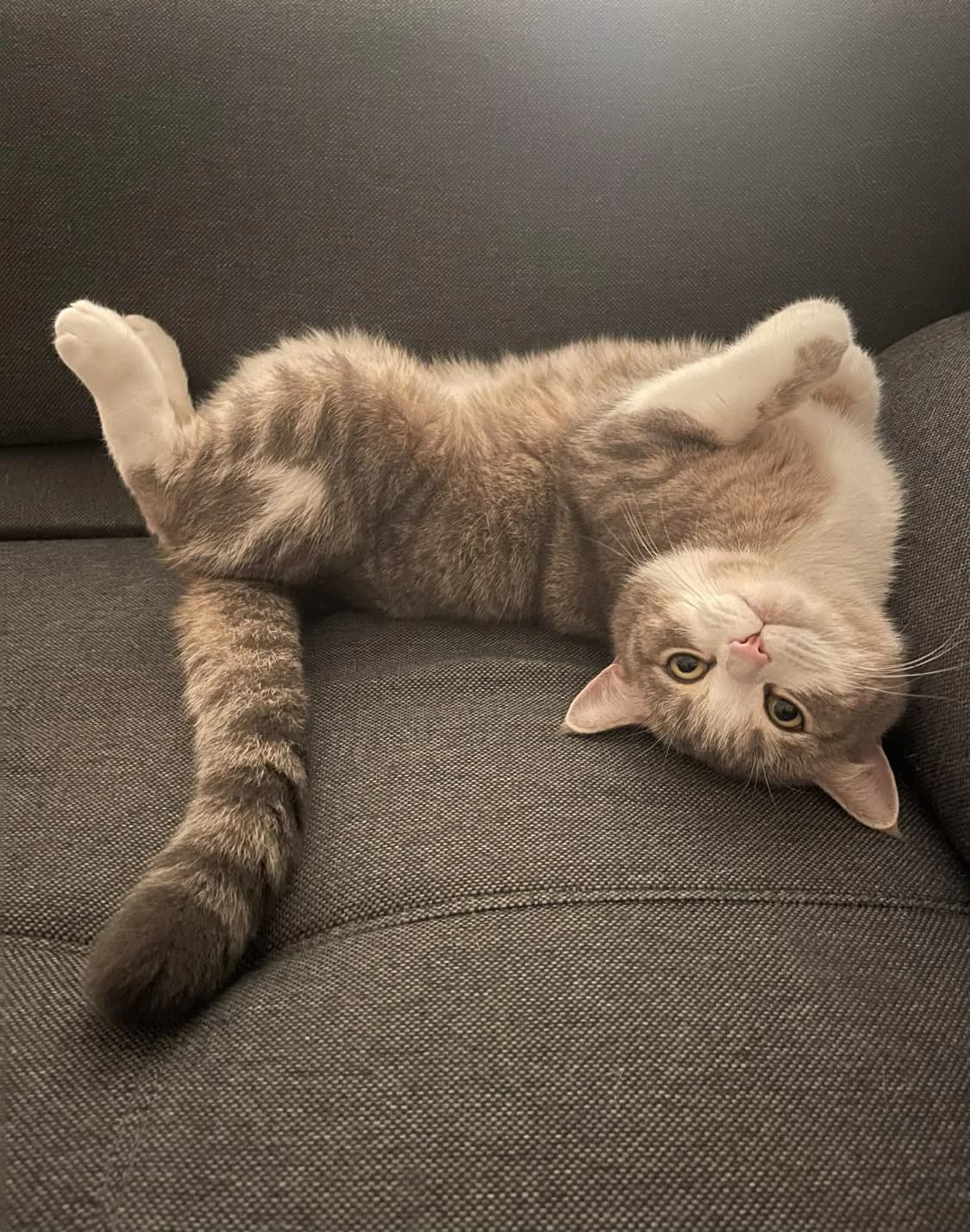 Duman, male 3yo British Shorthair for adoption at Katzenschutzfreunde Rhein-Ahr-Eifel e.V., Schalkenbach
