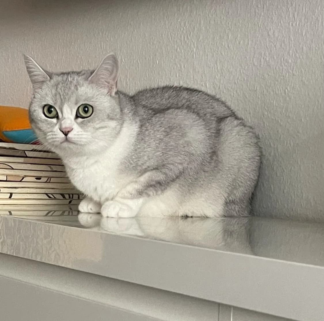 Pamuk, female 4yo British Shorthair for adoption at Katzenschutzfreunde Rhein-Ahr-Eifel e.V., Schalkenbach