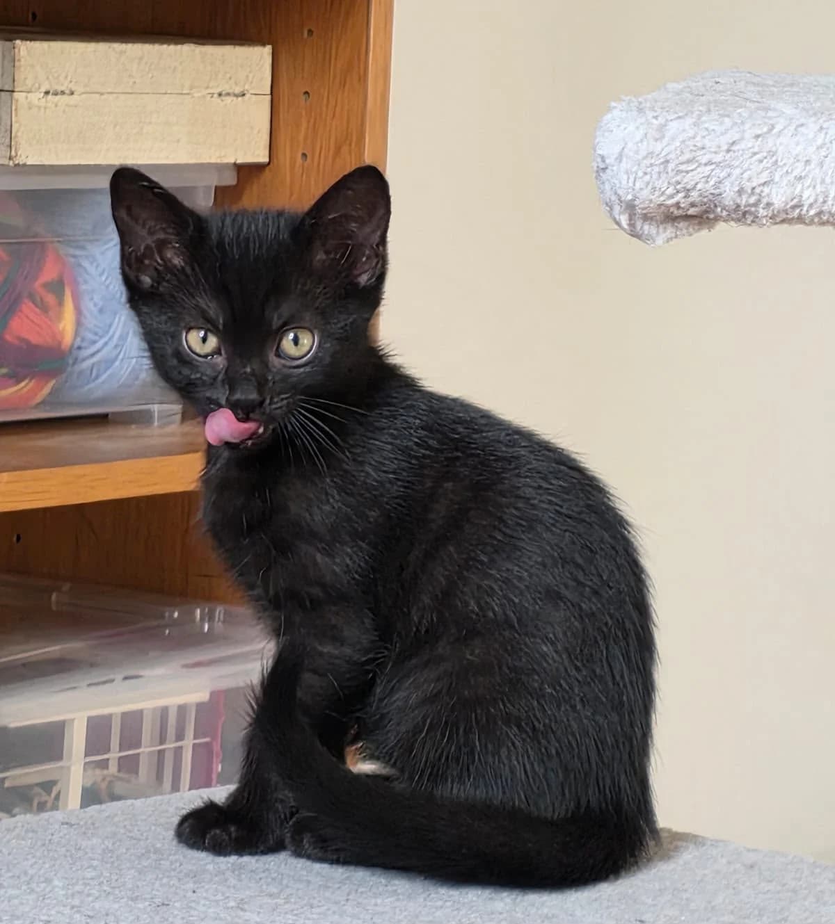 Miso, male puppy British Shorthair for adoption at Katzenschutzfreunde Rhein-Ahr-Eifel e.V., Schalkenbach