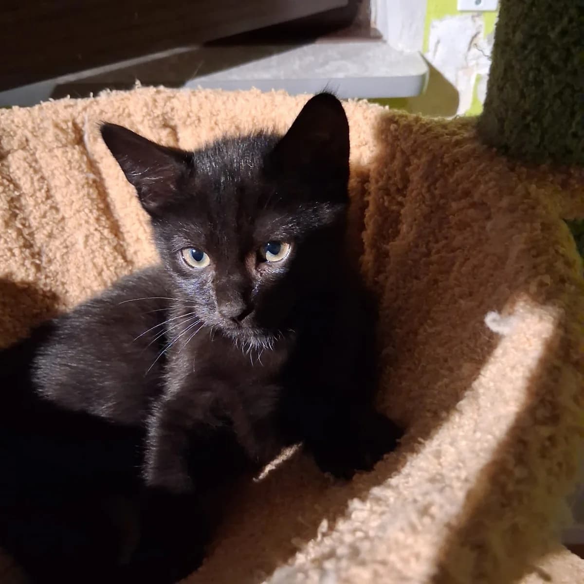Woody, puppy European Shorthair for adoption at Katzenschutzfreunde Rhein-Ahr-Eifel e.V., Schalkenbach