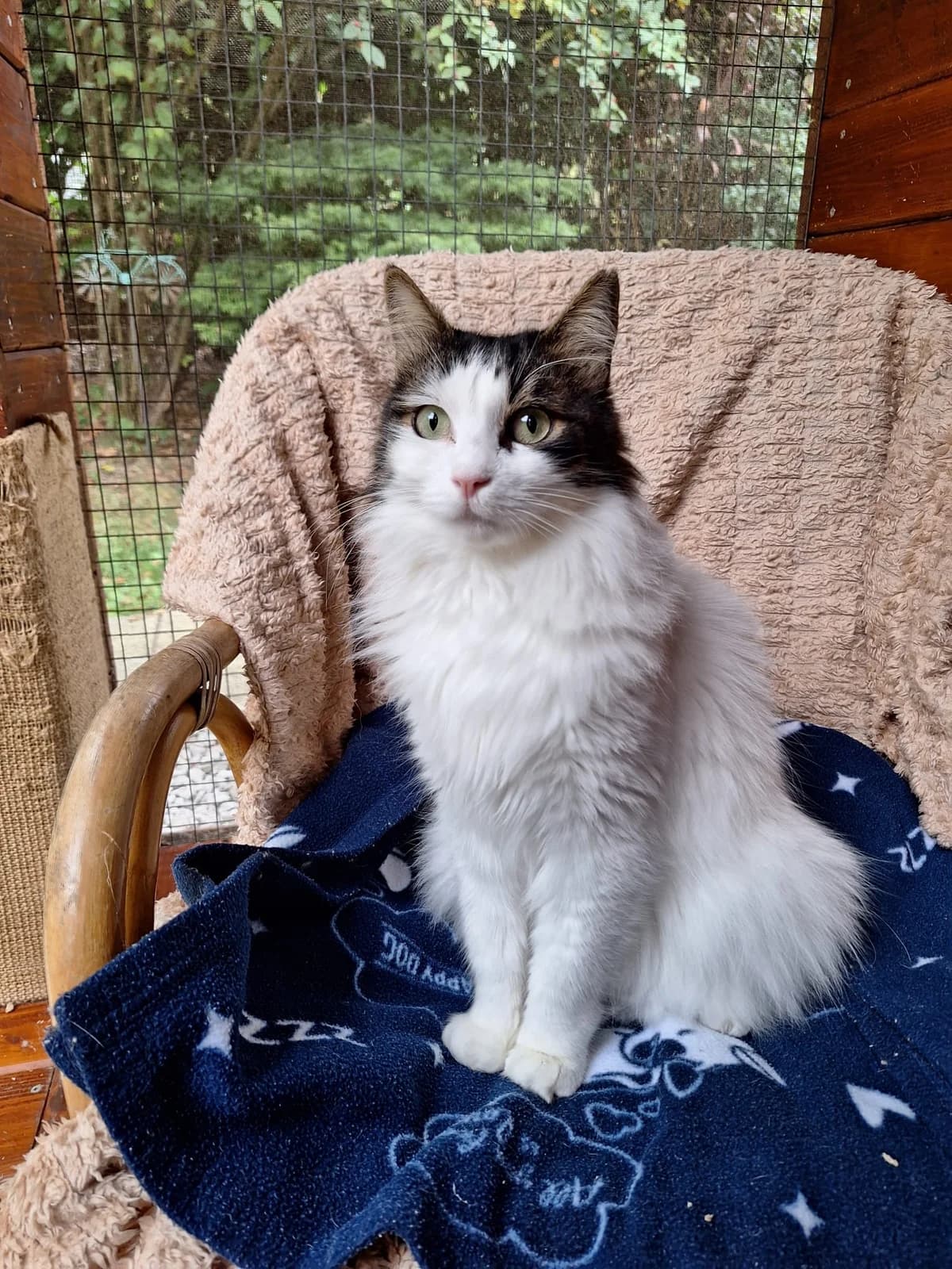 Lilly, female 3yo mixed breed for adoption at Katzenschutzfreunde Rhein-Ahr-Eifel e.V., Schalkenbach