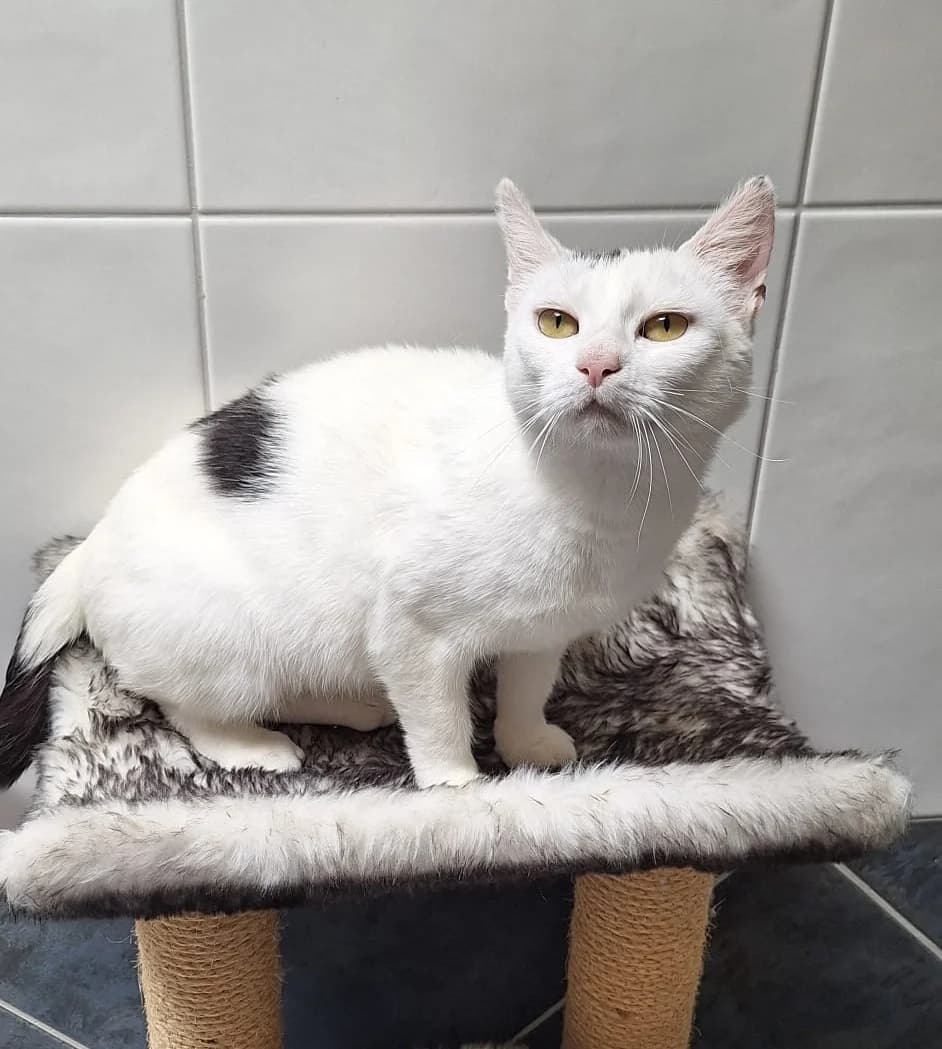 Antonia, weiΓ female 3yo mixed breed for adoption at Katzenschutzfreunde Rhein-Ahr-Eifel e.V., Schalkenbach