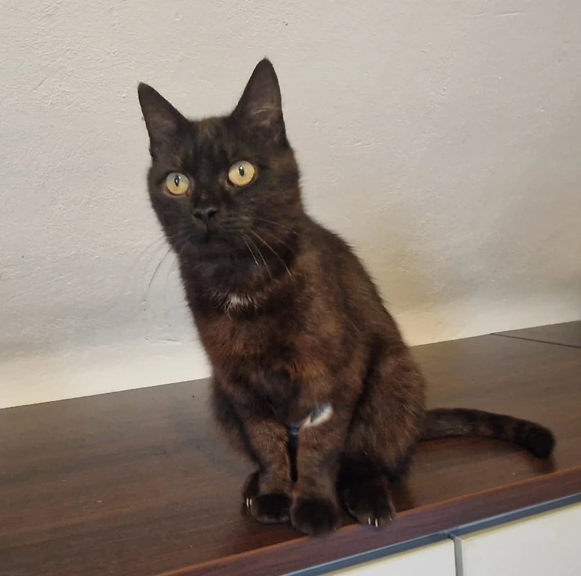 Siri, female 5yo mixed breed for adoption at Katzenschutzfreunde Rhein-Ahr-Eifel e.V., Schalkenbach
