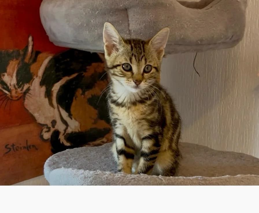 Thea, female puppy Bengal for adoption at Katzenschutzfreunde Rhein-Ahr-Eifel e.V., Schalkenbach