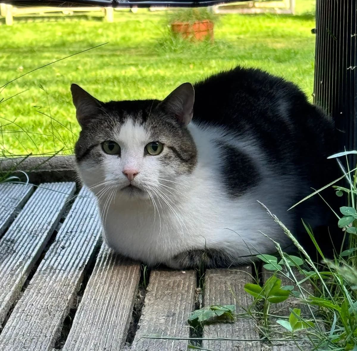 Sandro, male 4yo mixed breed for adoption at Katzenschutzfreunde Rhein-Ahr-Eifel e.V., Schalkenbach