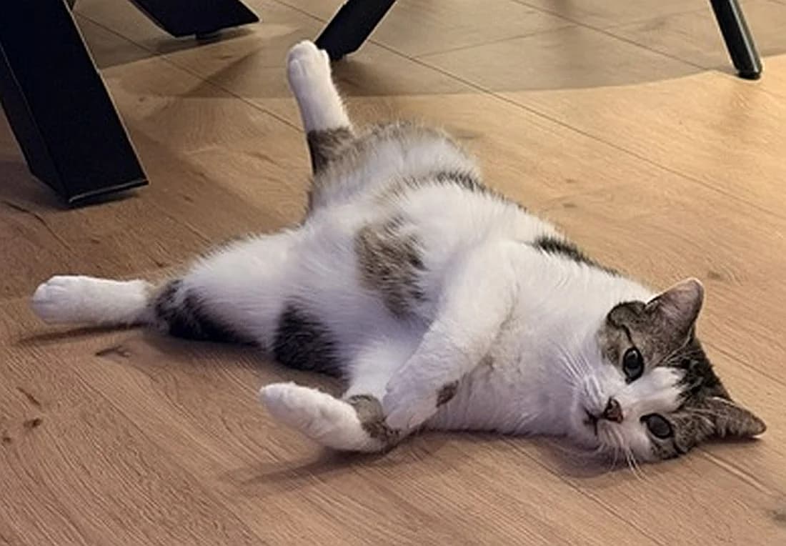 Albert, senior Mixed Breed Cat for adoption at Katzenschutz Winterhude, Hamburg