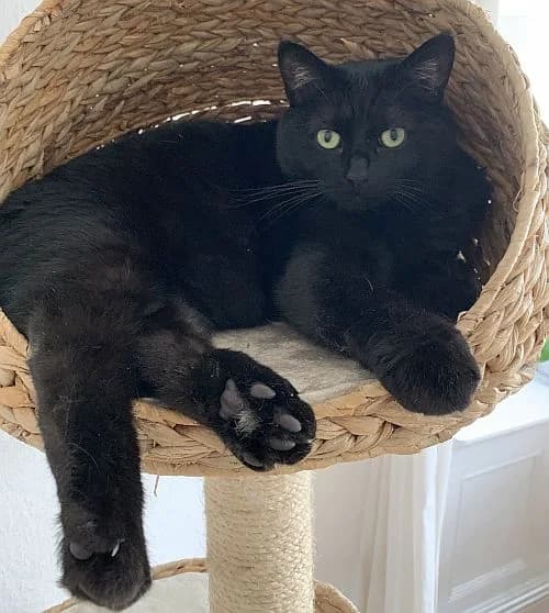 Anton, 5yo Mixed Breed Cat for adoption at Katzenschutz Winterhude, Hamburg