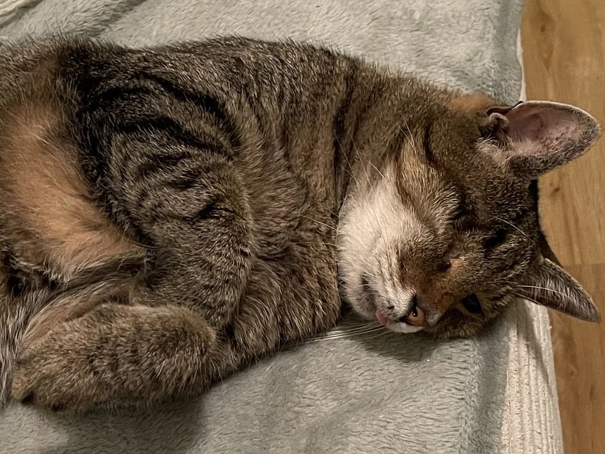 Baczek, senior Mixed Breed Cat for adoption at Katzenschutz Winterhude, Hamburg