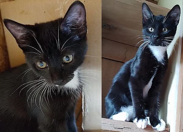 Basti u. Bella-Marie, Mixed Breed Cat for adoption at Katzenschutz Winterhude, Hamburg