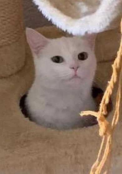 Bella, young Mixed Breed Cat for adoption at Katzenschutz Winterhude, Hamburg