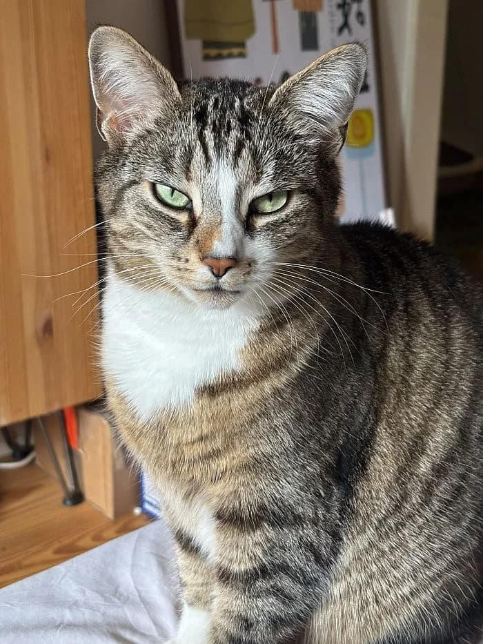 Bella, 4yo Mixed Breed Cat for adoption at Katzenschutz Winterhude, Hamburg