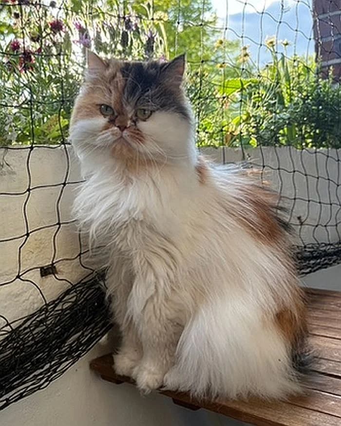Bella, 6yo Mixed Breed Cat for adoption at Katzenschutz Winterhude, Hamburg