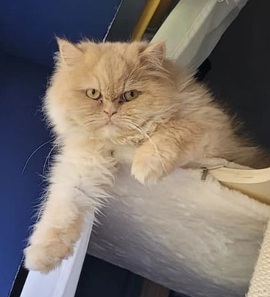 Bella, young Mixed Breed Cat for adoption at Katzenschutz Winterhude, Hamburg