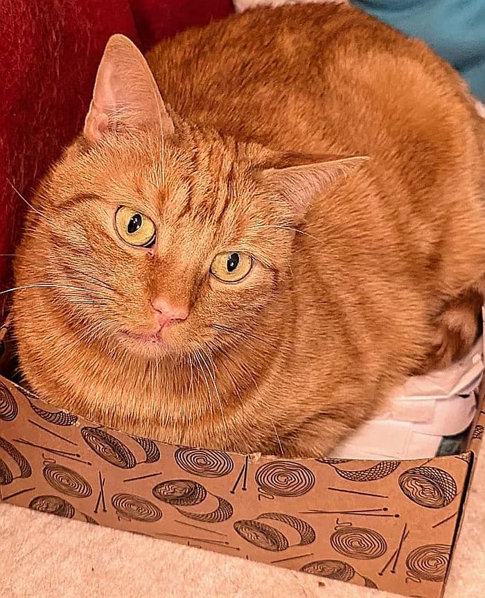 Benny, senior Mixed Breed Cat for adoption at Katzenschutz Winterhude, Hamburg