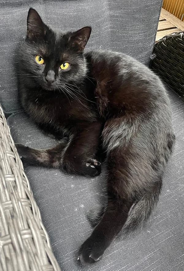 Berry, young Mixed Breed Cat for adoption at Katzenschutz Winterhude, Hamburg