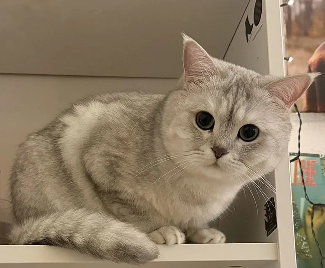 Boji, 3yo Mixed Breed Cat for adoption at Katzenschutz Winterhude, Hamburg