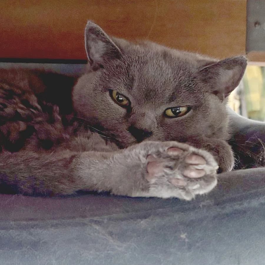 Callie, senior Mixed Breed Cat for adoption at Katzenschutz Winterhude, Hamburg