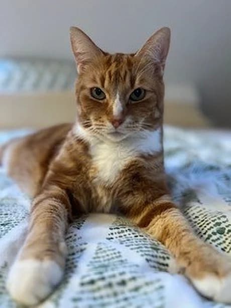 Carlos, senior Mixed Breed Cat for adoption at Katzenschutz Winterhude, Hamburg