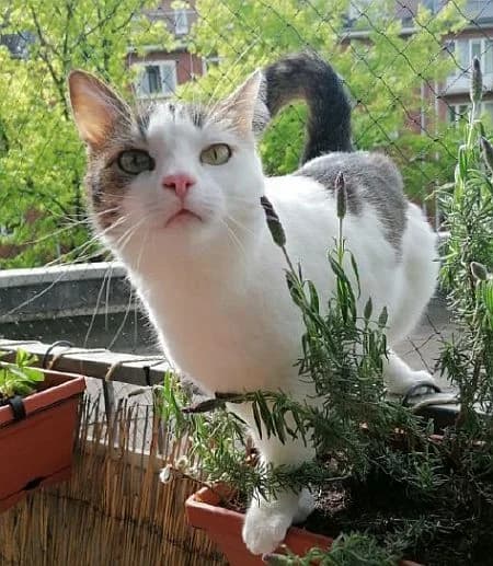 Catalina, 3yo Mixed Breed Cat for adoption at Katzenschutz Winterhude, Hamburg